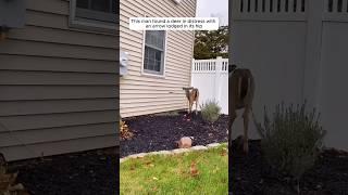 This kind man rescues a deer #shorts