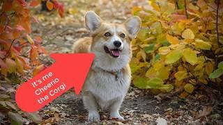 Matthew Shell - Professionalism: 3 Tips from Cheerio the Corgi (eLearning video)