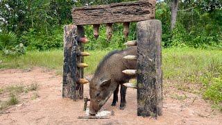 Build Wild boar Trap Using Big Palm tree Fall in to Deep Hole #wildanimal #shortvideo