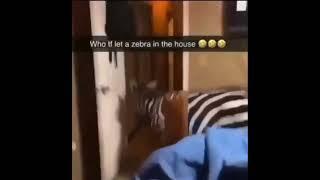 There's a Zebra in the house!