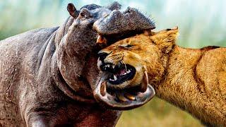 Animals That Messed With The WRONG Opponent