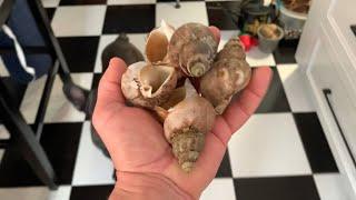 How To Cook Whelk (Sea Snails)