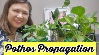 Paano Magpadami ng Pothos o Money Plant