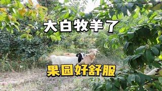 大白咕咕白在大院子玩得好开心，吃得停不下来，核桃快打包完了 #院子的梦想 #小院时光 #记录真实生活