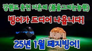 2025년 1월4일~6일 #강원도 #봄그리 #봄을그리는농원 #지촌리 #빙어낚시 #빙어 가 드디어 나오기 시작했습니다!