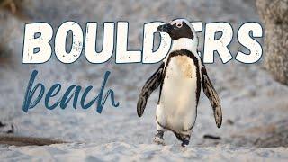 Discovering the adorable African Penguin colony at BOULDERS BEACH in Cape Town, South Africa.