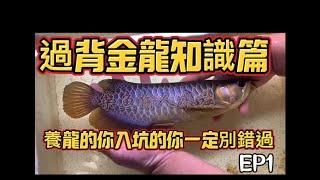 【樂魚愉人水族-帝居龍魚】 EP1 分享過背金龍知識篇    找到一隻喜歡的魚 先瞭解好一隻魚   #樂魚愉人水族