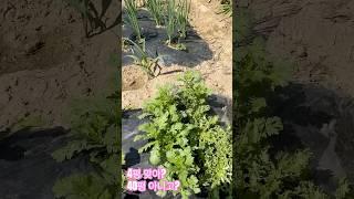 판교김엄마 텃밭가꾸기3탄 모종이 제법 자라 제 구실 하네요 이게 뭐라고 행복 ㅋ#동탄제2신도시 주말농장#무봉산청려수련원#판교김엄마부동산