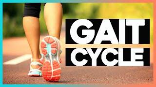 Biomechanics of Walking: Gait Cycle and Abnormal Gait ft. Maren Hunsberger | Corporis