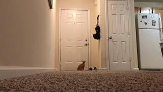 What Happens When Our Kitten is Home Alone?