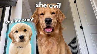 My Dog Has a Puppy Sleepover | Part 1