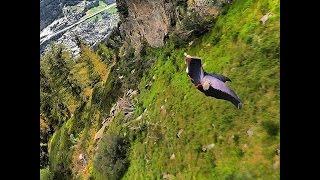 How to Tune Your Wingsuit