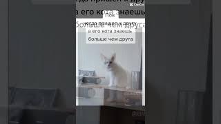 CapCut