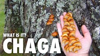 What is Chaga? | Food Trends TV