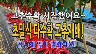 고추수확 시작했어요~ 초밀식 다수확 고추재배 고추가 겁나게 많이 달렸어요! 2023년 8월 5일