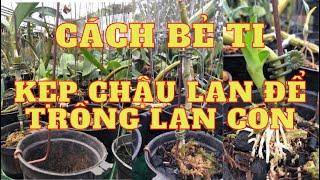 Cách bẻ ti kẹp chậu lan để trồng lan con