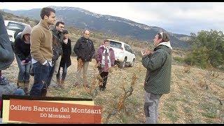 Wine Tourism DO Montsant. Cellar Baronia del Montsant