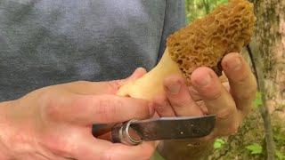 Our thoughts on picking morels #growyourownfood #foraging #wildfood #offgridliving