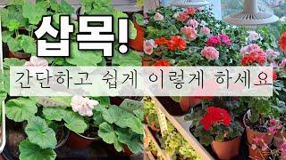 가을에는 쉽고 간단하게 삽목 하세요 / 베란다 정원 / 가을의자 / 도희서