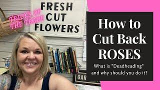 How to cut back Roses after Summer.  Tips on deadheading and tools to use