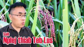 10/02/2024 - Saib Nplej thiab teb lus nug |  See Rice Paddy and Q&A