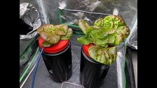 DWC Vs Kratky Hydroponic For Growing Lettuce