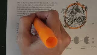 Lab 12 - Enzyme Reaction - prelab (online)