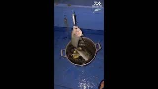 Angler Aijo Okamura enjoying UL fishing using Daiwa Silver Creek Minnow lure