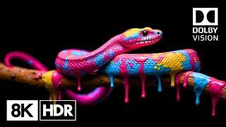 VIBRANT Dolby Vision™ 8K HDR 60FPS | 8K Video ULTRA HD