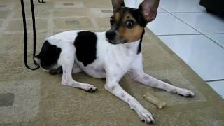 Zippy Toy Fox Terrier GREEDY  DOG ! Steals the bone from a Doberman part 1.avi