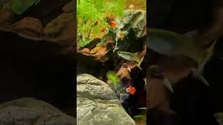 Ideal Guppy Male Female Ratio #shorts #guppy #guppyfish #guppies #fishkeeper #aquarium #fishtank