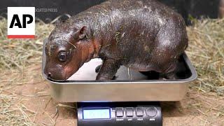 Endangered pygmy hippo born at Virginia zoo