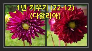 1년 키우기 22-12 (다알리아) This is how the Dahlia change over the course of a year.