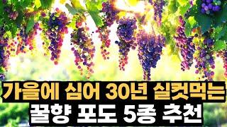 9월에 심어 30년 따먹는 꿀향포도 5종 추천