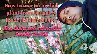 How to save orchid plants from bacterial and fungal infections