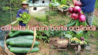 Horta orgânica no quintal de casa/com muita produtividade/tudo saudável #farturanaroça #vidanaroça