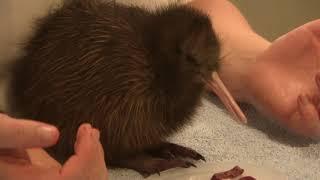 The world's cutest animal? - Baby Kiwi