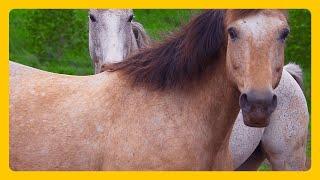 Relax With Wild Horses - Mustang Horse 2 hours RELAXING MUSIC HD 1080P Screensaver