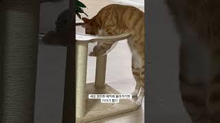 [Cat] 몸이 길고 다리가 좀 짧은 고양이