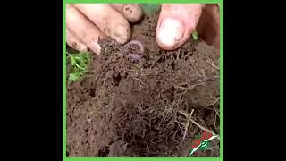 Root Health & Earthworms |  Madumbi Sustainable Agriculture Root Health Program