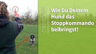 Stoppkommando Hund ️ Wie Du Deinem Hund das Stoppkommando beibringst! ️ Praxisvideo ️