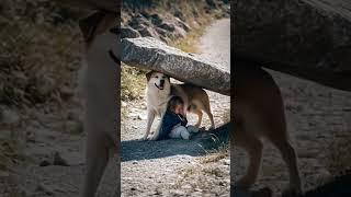 Helping Dog #dog #brave #bravebaby