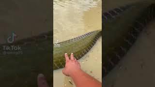 Monster Big Boss (arapaima)/Monster Fish Aqua SL /#short #shortvideo