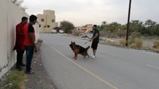 Attack moment with German shepherd dog