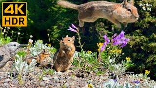 Cat TV for Cats to Watch  Naughty squirrels, beautiful birds, wildflowers  8 Hours(4K HDR)