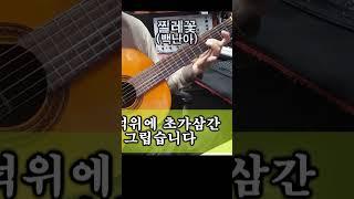 찔레꽃 (백난아)