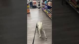 The Stokes’ Marvelous Pets: Oreo Sniffs for the Perfect Treat From the Pet Store