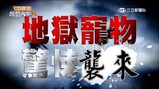 【今晚的亮點！毛小子聯誼會！！】20151225 綜藝大熱門