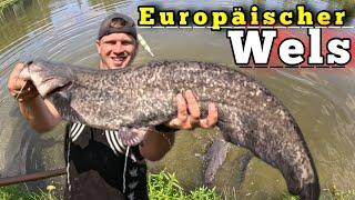 Europäische Welse angeln mit Köderfisch an der Oberfläche #angeln #fishing #wels #meerval #outdoor