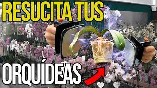 Qué Hacer para REVIVIR Tu ORQUÍDEA de Nuevo | Aplica ESTO para CURAR tu PLANTA | Ignacio Solano